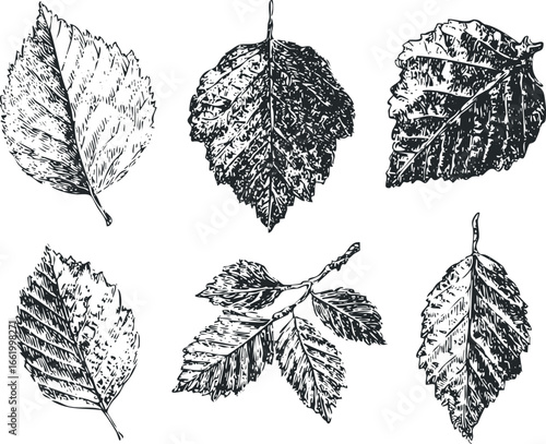 Black and White Sketch Collection of Autumn Tree Leaves and Branches