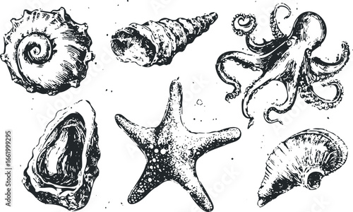 Collection of sea life illustrations including an octopus, starfish, and various shells