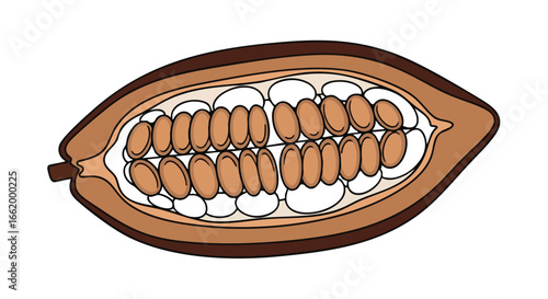 Illustration of an Open Cacao Pod Revealing Cocoa Beans Inside its interior showcasing the potential ingredient for chocolate and sweet treats