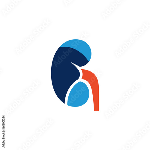 Stylized illustration of a human kidney with its associated blood vessels and ureter.