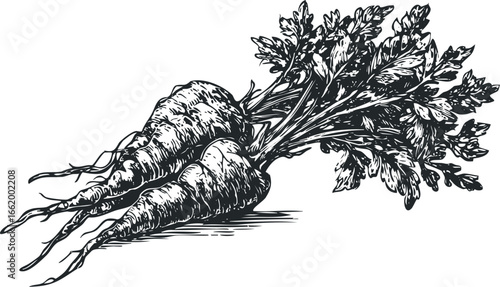 Woodcut Style Drawing of Freshly Harvested Root Vegetables with Greens