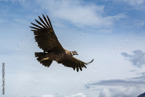 Wallpaper Mural vulture in flight Torontodigital.ca