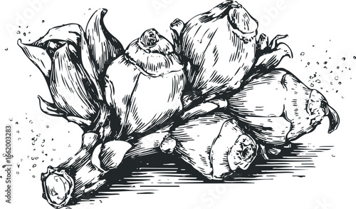 Black and White Sketch of Artichoke Vegetables on Stalk