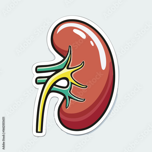 Detailed illustration of a human kidney, showcasing its internal structure and components.