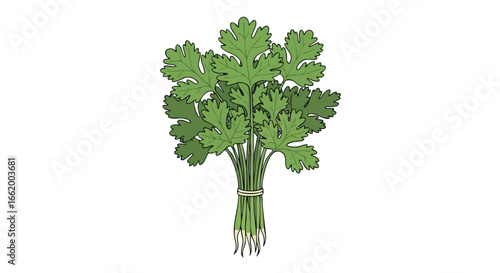 Freshly Harvested Cilantro Bunch: A Vibrant and Aromatic Addition to Culinary Creations, Delivering Flavor and Visual Appeal in a Single Illustration