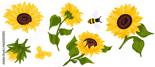 sunflowers on white background