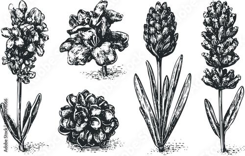 Engraving Style Lavender Sprigs and Bloom Collection