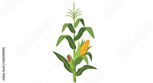 Illustration of a corn plant with green leaves and a ripening corn cob on white background