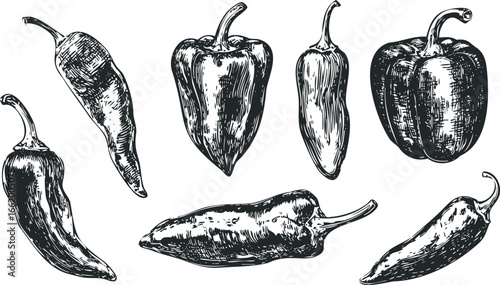Sketchy Collection of Assorted Chili Peppers