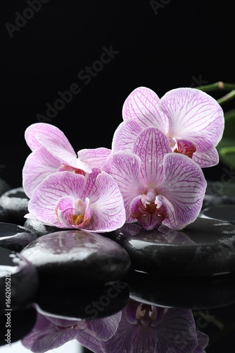 Beautiful orchid flower with water drops and spa stones on mirror surface against black background, closeup