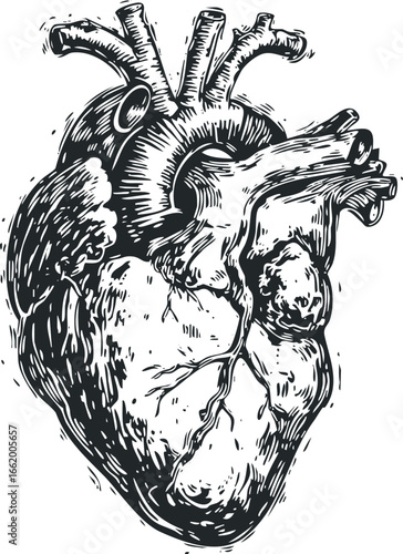 Engraved Anatomical Human Heart with Artery Detail