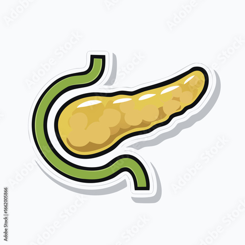 An illustration of the human pancreas, showing its shape and location in the body.
