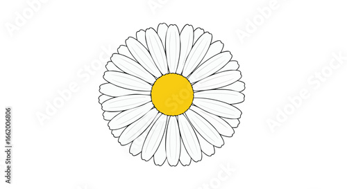 Delicate floral portrait: A bright daisy blossom exhibiting crisp white petals and a sunlit yellow center, isolated against a pristine backdrop,