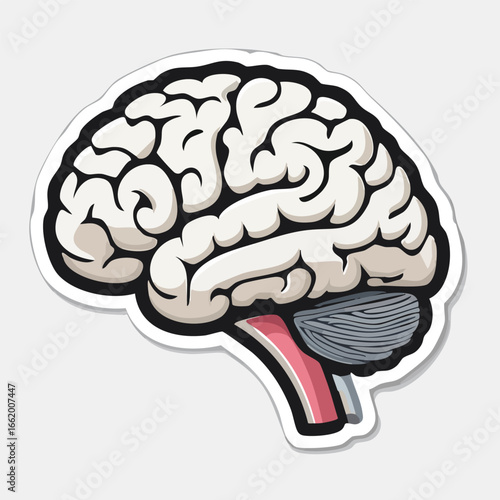Illustration of a human brain, showing the cerebrum, cerebellum, and brainstem in a detailed anatomical view.