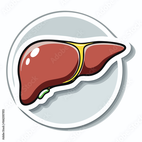 Cartoon illustration of a human liver, showing its shape and internal structure, with a detailed view.
