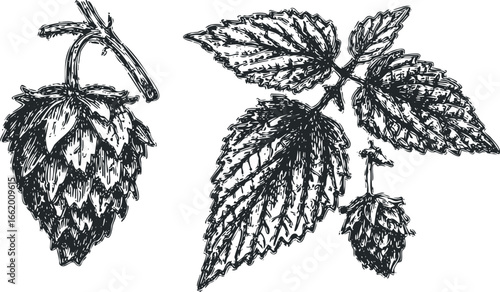 Engraving of Hop Cones and Leaves on a Branch