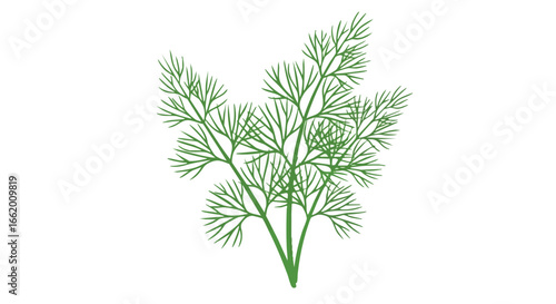 Delicate fronds of fresh dill, a verdant herb in simple minimalist presentation, conveying freshness and natural appeal for culinary and botanical