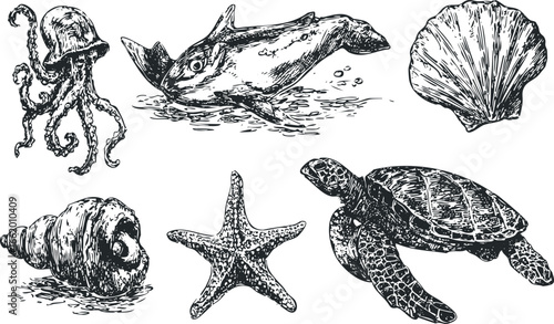 Collection of Hand-Drawn Marine Life and Shells