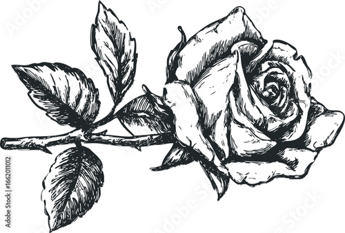Hand drawn sketch of a single blooming rose with leaves and stem