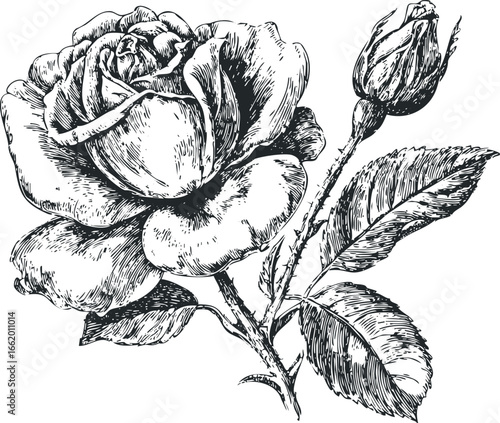 Detailed Vintage Rose and Bud Ink Sketch