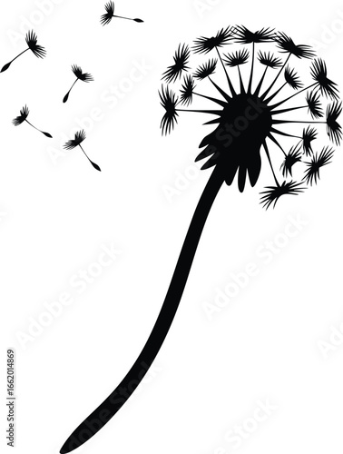Black and white dandelion with seeds blowing in the wind representing freedom and fragility in a minimalist botanical illustration symbolic of dreams and wishes isolated on white background