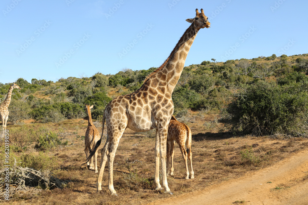 Fototapeta premium close portrait of giraffe and her calfs in the savannah
