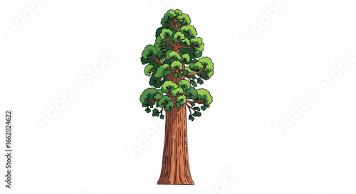 Stylized illustration of a mature sequoia tree showcasing its massive trunk and dense foliage on white background
