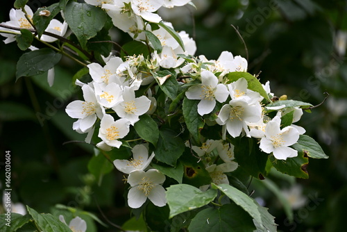 A jasmine bush blooms with large white flowers during the summer