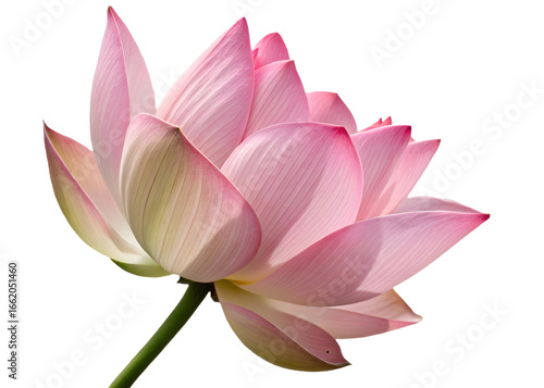 Pink lotus isolated on white background 