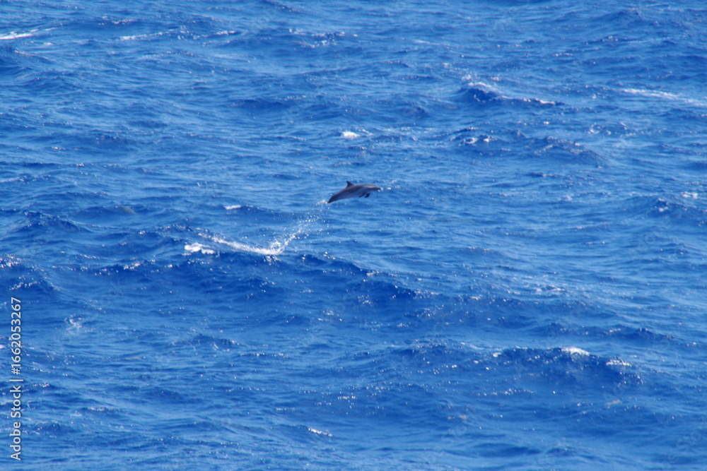 Naklejka premium dolphin jumping out of water