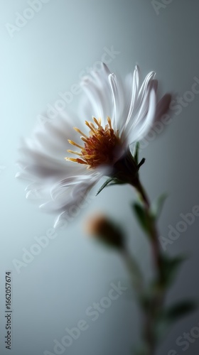 A close-up of a white flower in soft focus, showcasing its delicate petals and vibrant yellow center against a muted background.