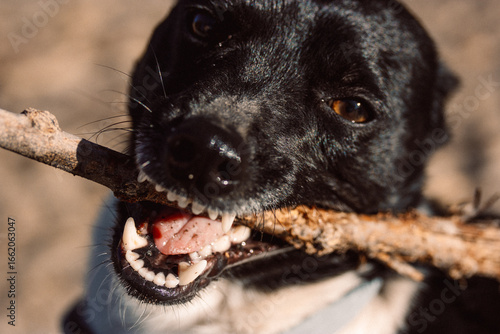A black dog excitedly holds a stick in its mouth, ready to play and have fun. A close-up shot of a black dog with a stick in its mouth, showcasing its teeth and tongue, with a blurred background.