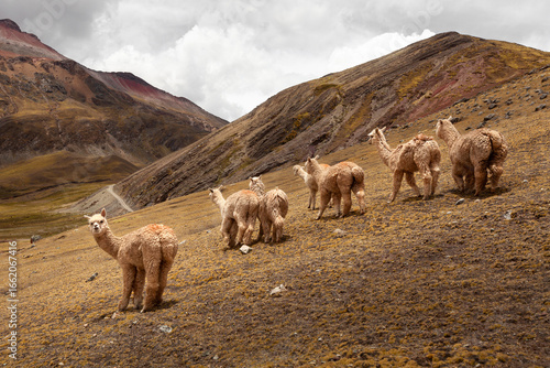 alpaca herd in the andean alps