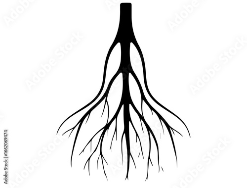 Lymphatic system icon showing vessels and nodes, black silhouette