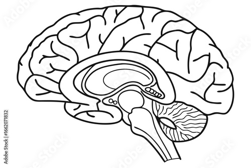Anatomical Illustration of Human Brain Structure with Key Components, Depicting Neural Complexity and Cognitive Function