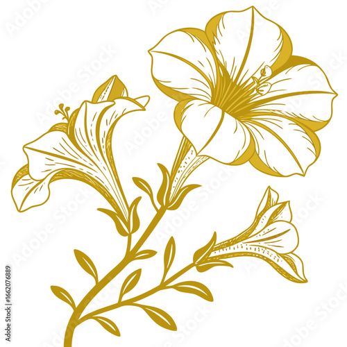  calibrachoa superbells lemon slice flower on white background 
