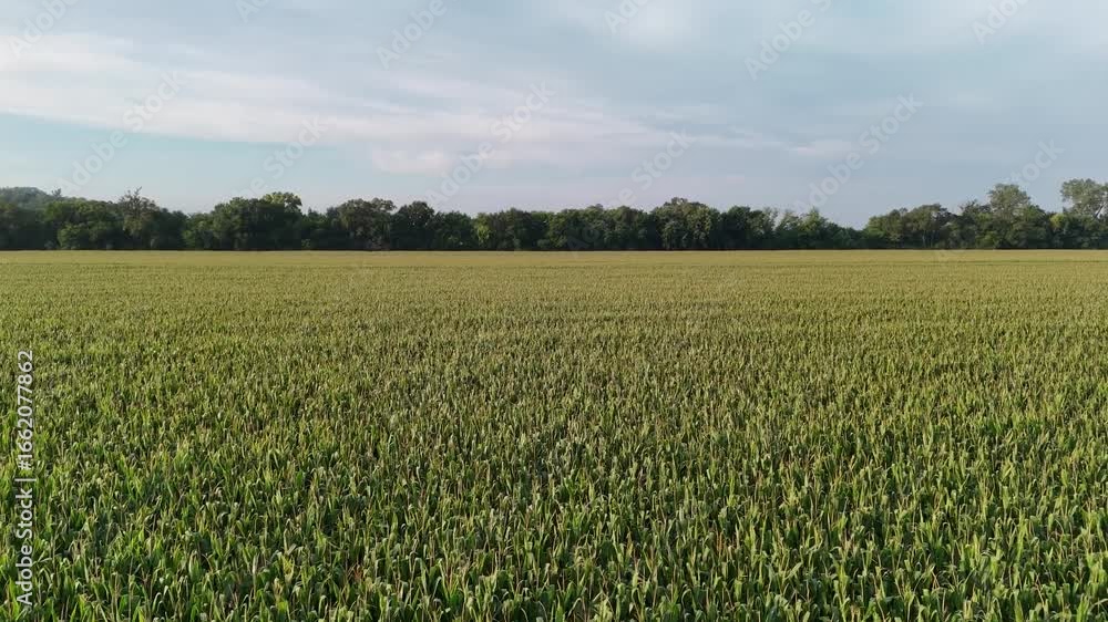 Cornfield flyover Cornfield flyover