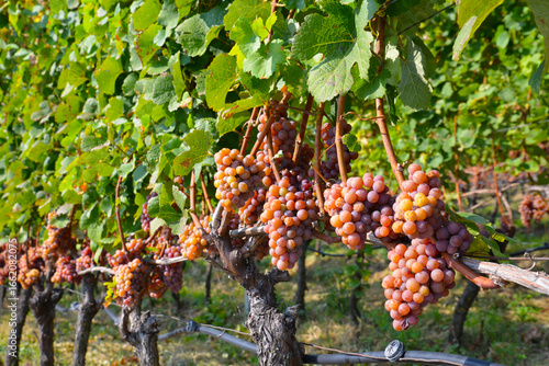 Weinrebe; Vitis vinifera, Gewürztraminer