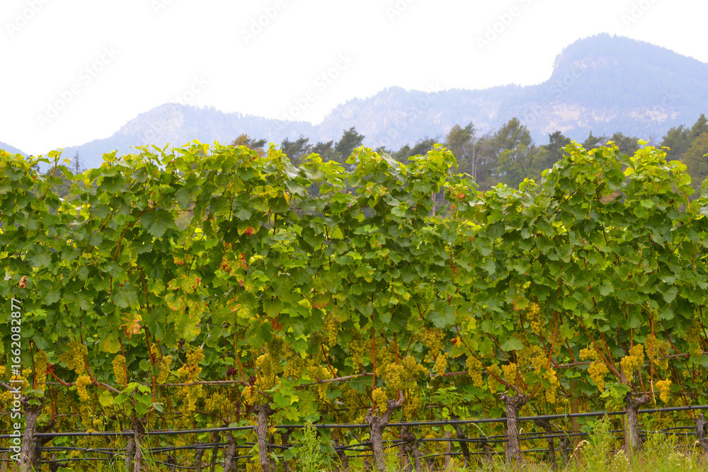 Naklejka premium Weinrebe; Vitis vinifera, Goldmuskateller, Moscato Giallo