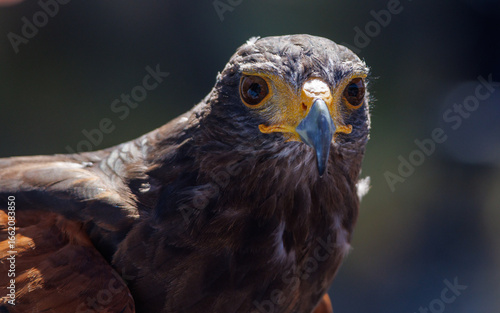 Buse de Harris et son regard perçant