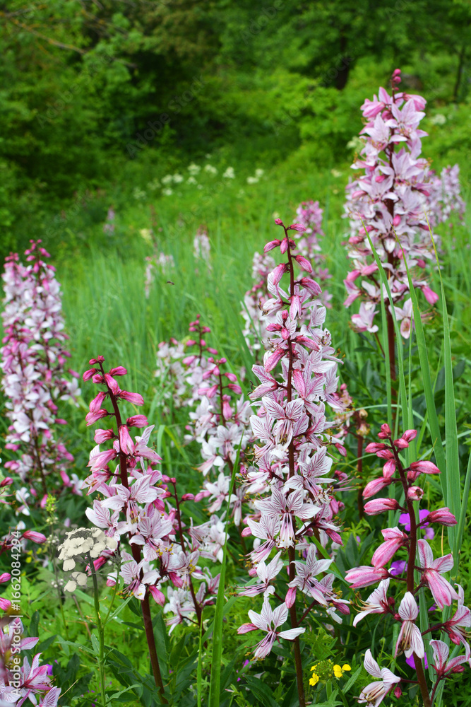 Naklejka premium In nature, a rare plant blooms Red Book plant Dictamnus albus