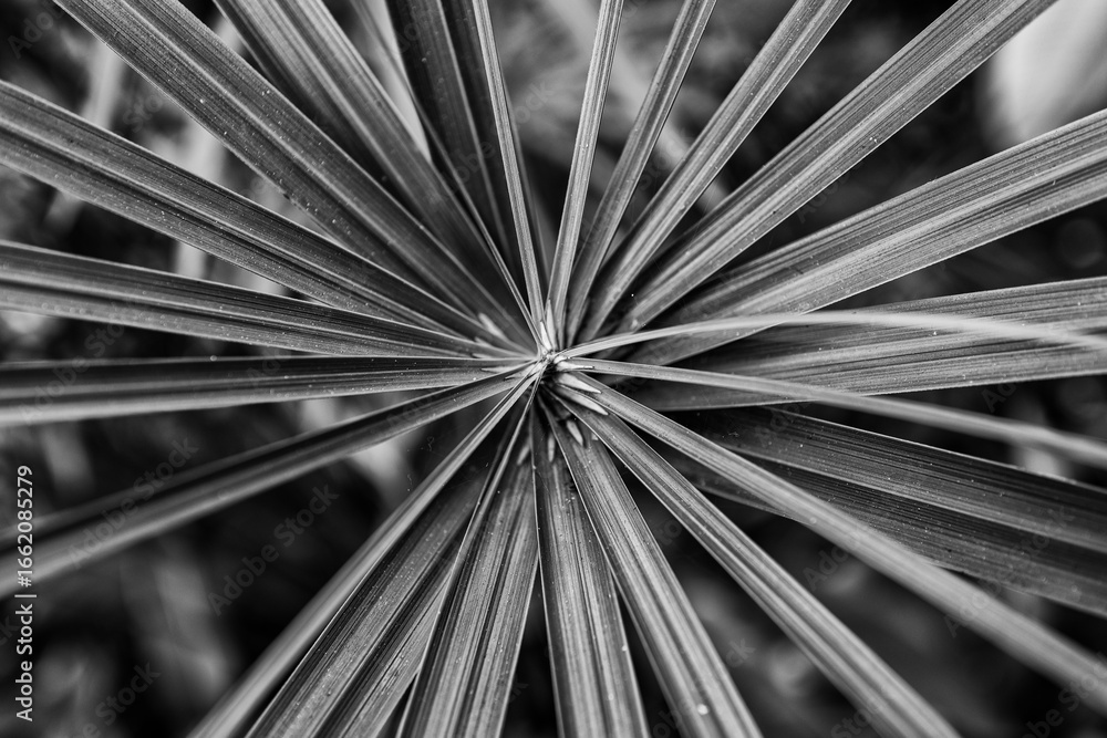 Obraz premium Closeup of a Miniature Palm Tree in Black and White.