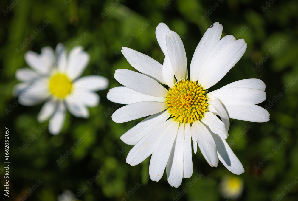 The spring sun brightly illuminates the white petals and yellow center of a daisy, which stands out against a blurred green background. This shot captures the tenderness and freshness of nature in det The spring sun brightly illuminates the white petals and yellow center of a daisy, which stands out against a blurred green background. This shot captures the tenderness and freshness of nature in det