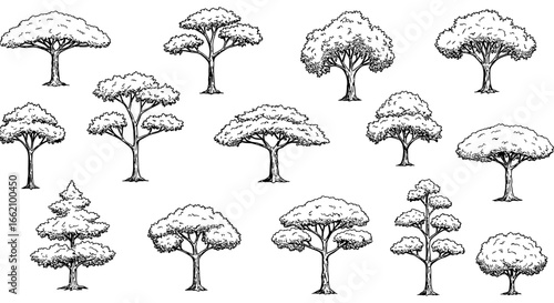 tree illustration showcasing a variety of tree species and forest ecology ideal for environmental science resources and educational botany diagrams with detailed sketches.