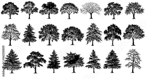 tree silhouette different trees shapes in a graphic illustration for landscape design depicting natures diversity and adaptability ideal for educational resource or background.