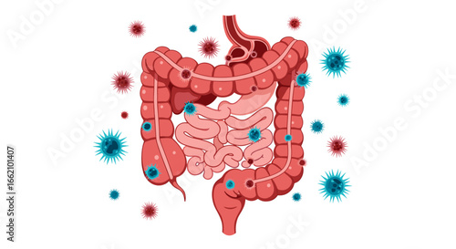 Understanding your digestive system health and gut bacteria balance