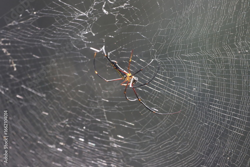 The Giant Golden Orb Weaver, known for its striking golden silk and large size, spins intricate webs in forests and gardens, showcasing nature’s artistry and playing a vital role in the ecosystem.