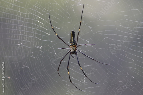 The Giant Golden Orb Weaver, known for its striking golden silk and large size, spins intricate webs in forests and gardens, showcasing nature’s artistry and playing a vital role in the ecosystem.