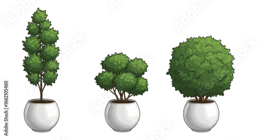 topiary plants in pots showcasing three distinct shapes against a white background suitable for landscape design home decor concepts and botanical presentations.