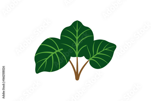 Taro leaves